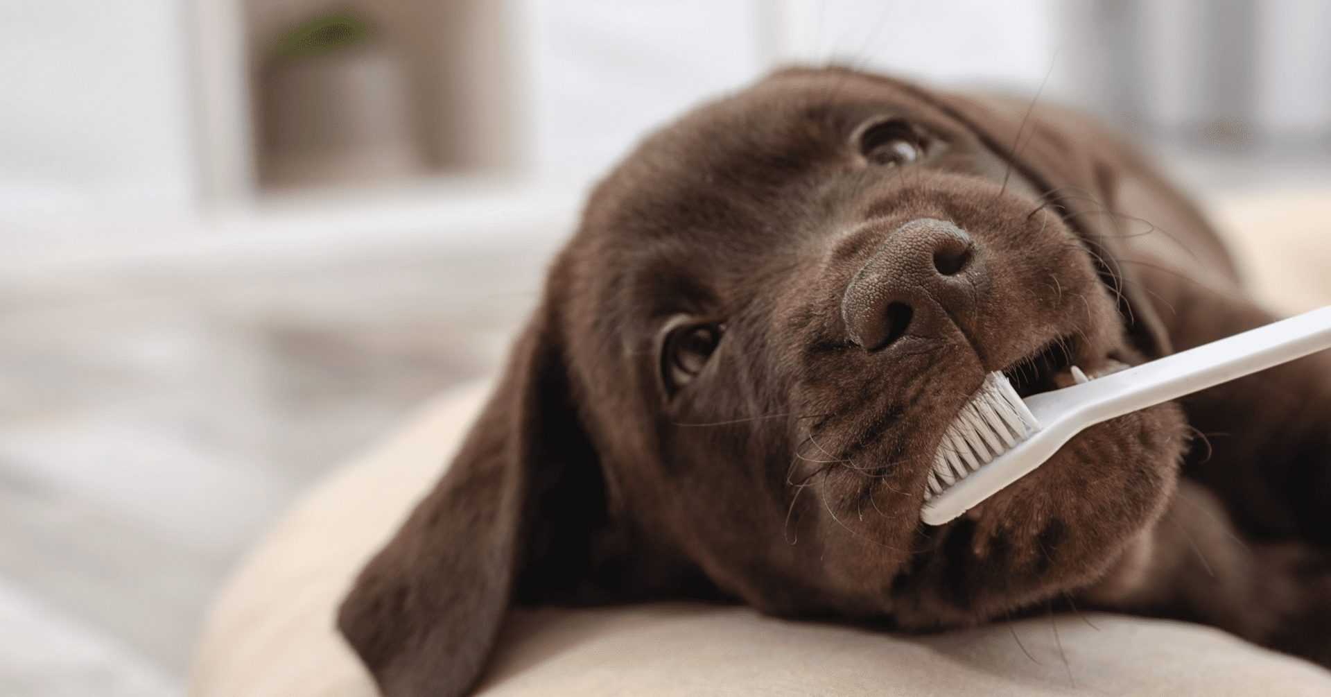 Dog's Oral Hygiene 01